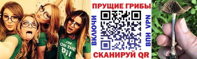 Галлюциногенные грибы мицелий  где купить наркоту  Купино 